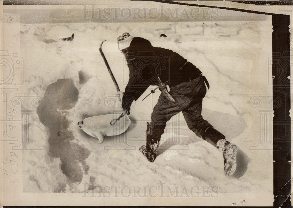 1976 Press Photo baby Seal cowers death Canadian hunter - Historic Images