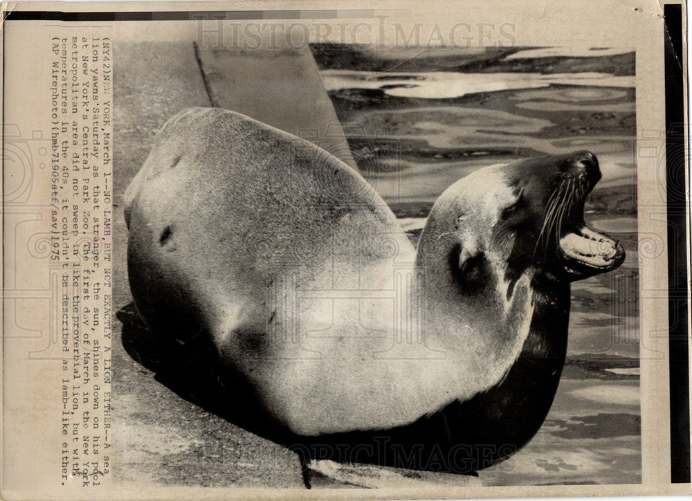 1975 Press Photo Sea Lion New York Central Park Zoo - Historic Images