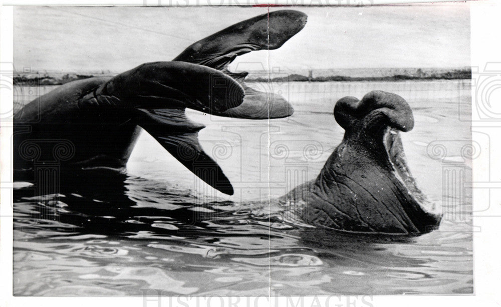 1965 Press Photo Elephant seal Ocean sea Mammals - Historic Images