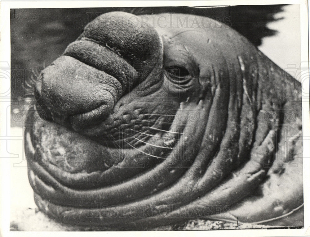 1943 Press Photo SEA ELEPHANT, BERLIN ZOO, - Historic Images