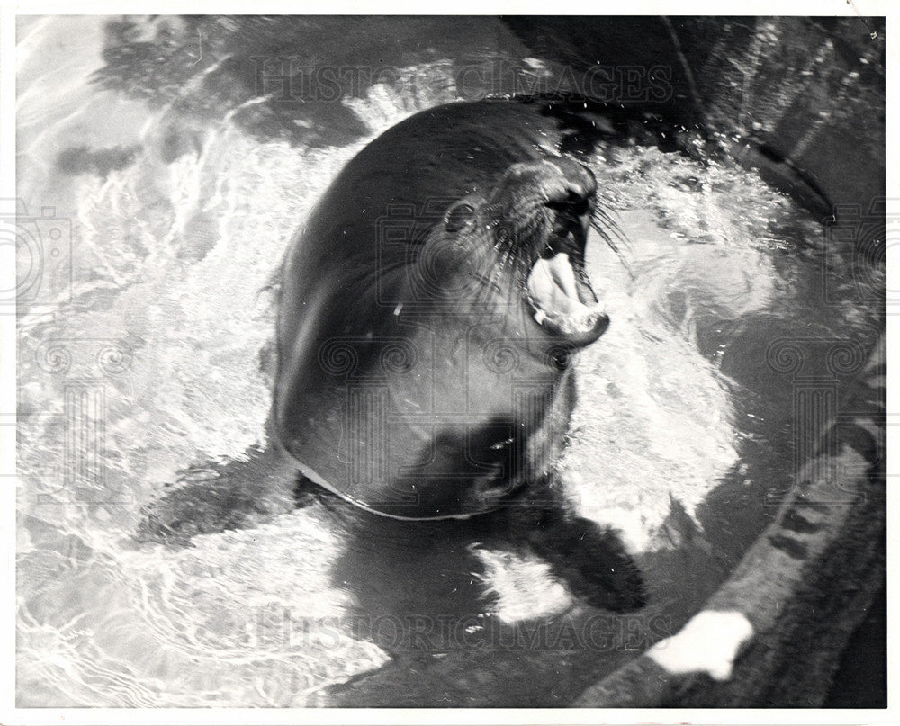 1965 Press Photo Elephant Seal Marine Animal Zoo Mammal - Historic Images