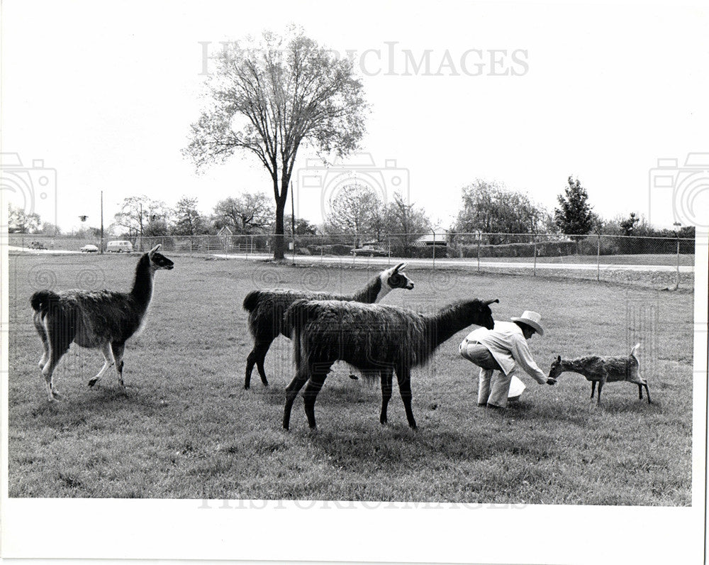 Press Photo Shinrone Farm Walt Navarre llamas goat - Historic Images