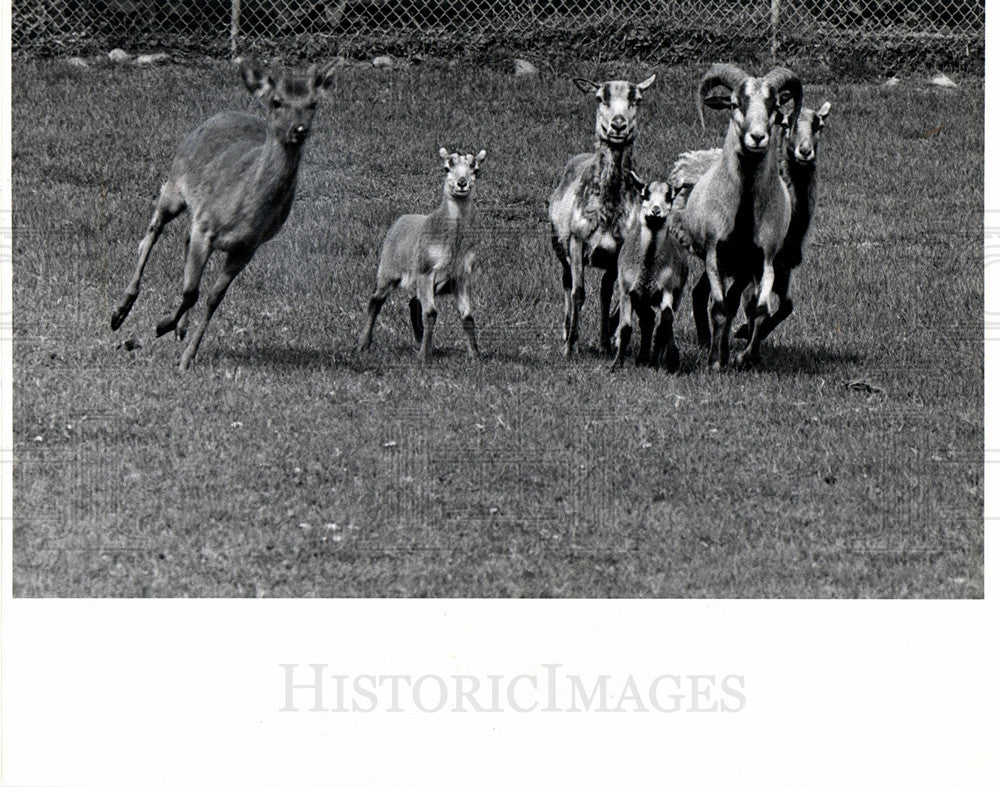 1978 Press Photo horse farm mini  zoo Shinrone Farm - Historic Images