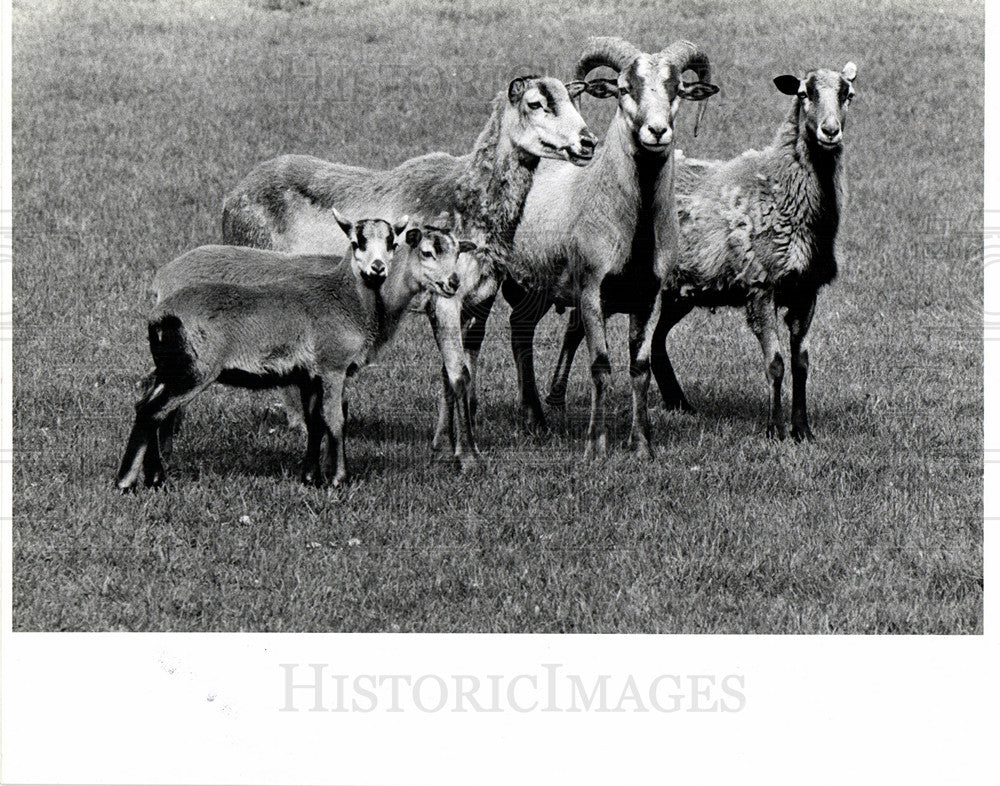 1976 Press Photo Shinrone Farm mountain sheep - Historic Images