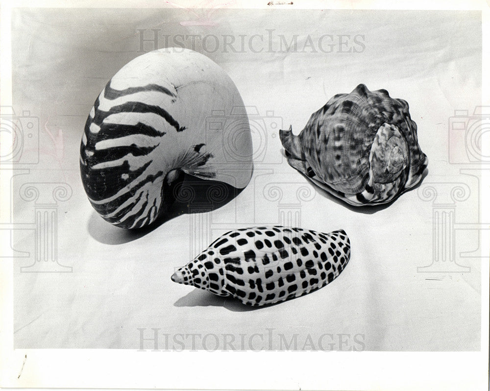 1974 Press Photo Shell marine organism sea ocean - Historic Images