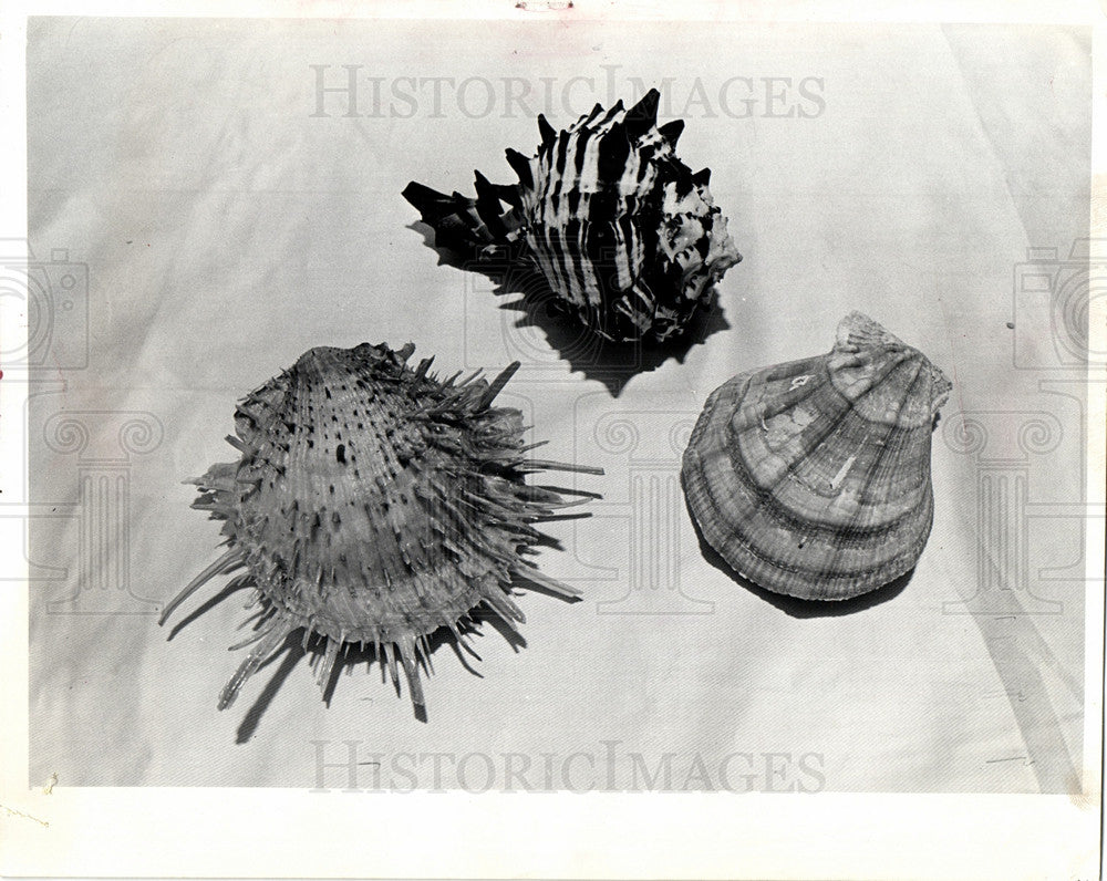 1974 Press Photo Shell - Historic Images