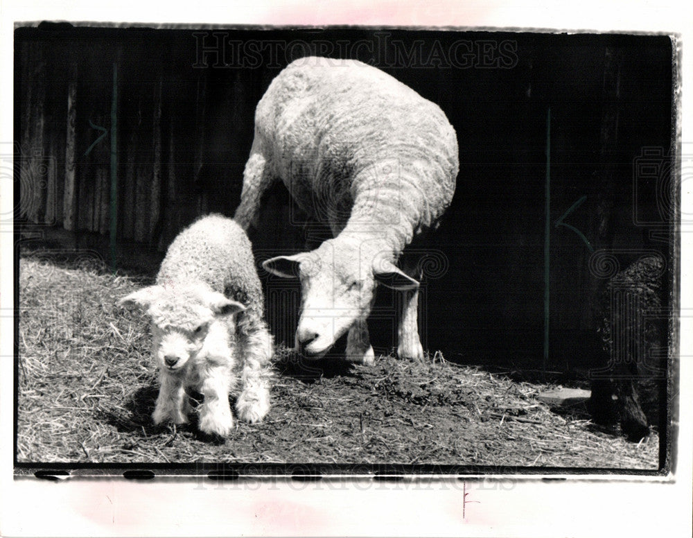 1989 Press Photo ewes twins mom give birth sheep - Historic Images