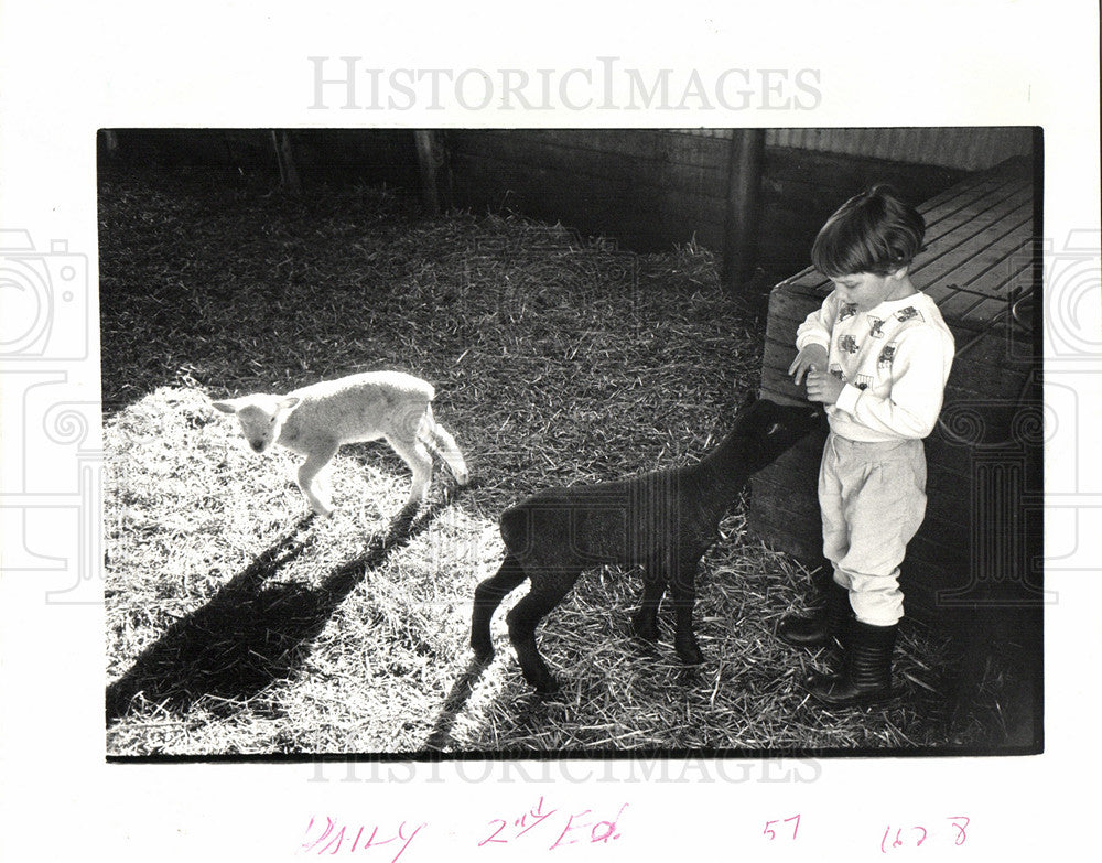 1971 Press Photo Lamb Young Sheep Bovidae - Historic Images