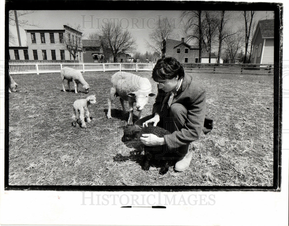 1989 Press Photo Jim Johnson lambs ewes births visitors - Historic Images