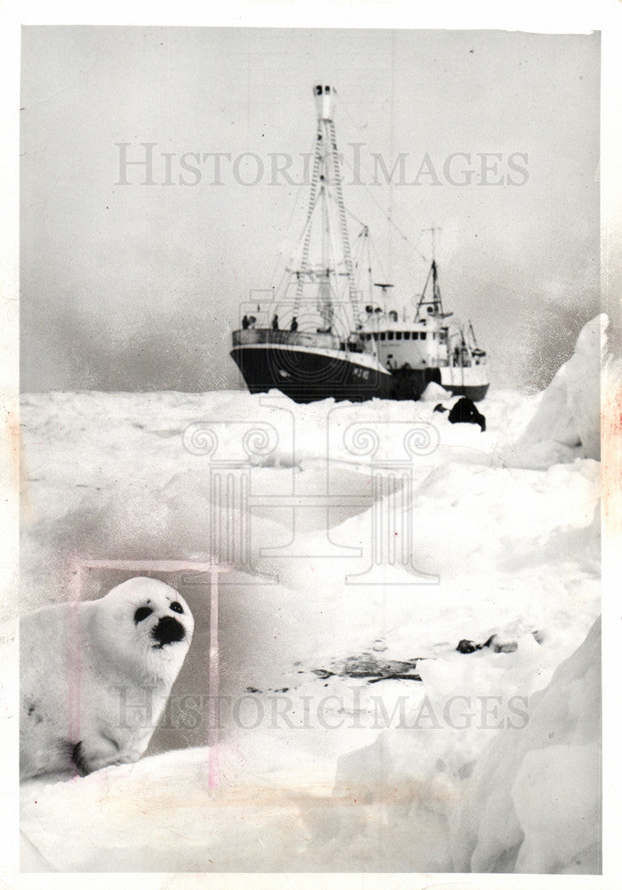 1977 Press Photo seal hunting fur protest - Historic Images