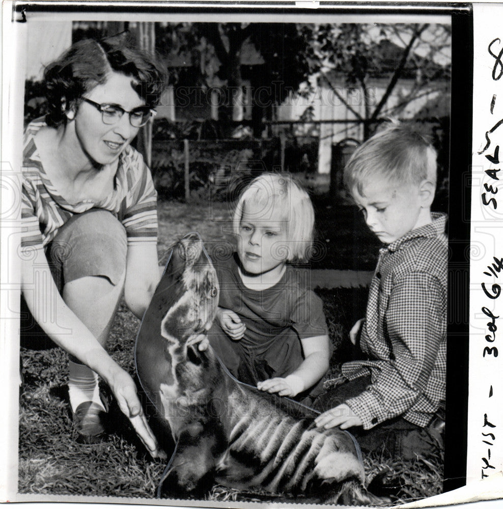 1956 Press Photo Sea lion long fore-flippers - Historic Images