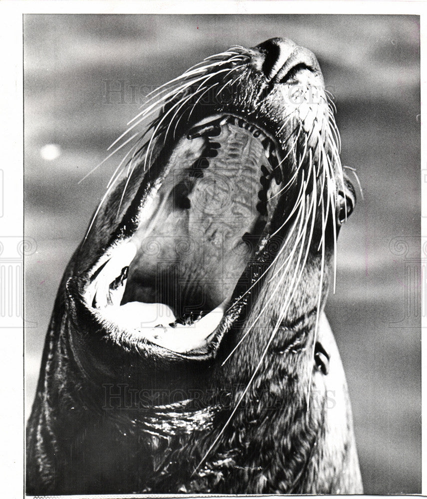 1967 Press Photo Sea Lion Tokyo Zoo - Historic Images