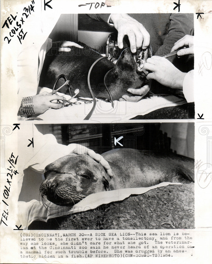 1954 Press Photo Sea lion tonsillectomy operation zoo - Historic Images