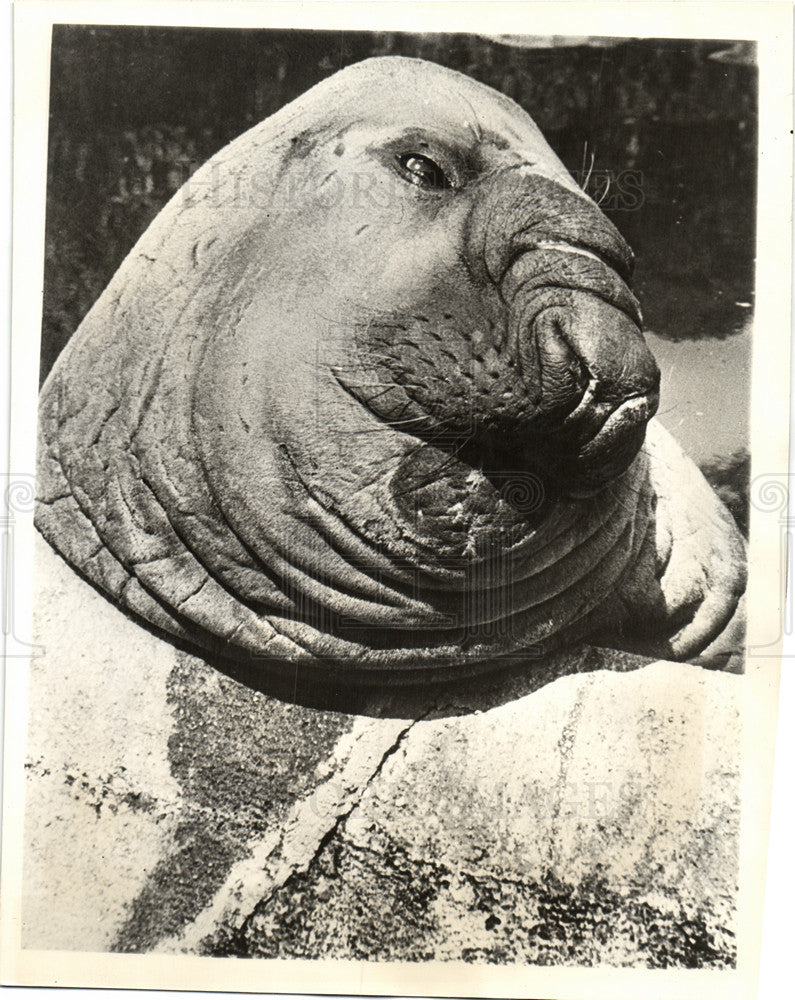 1935 Press Photo Elephant seal large proboscis - Historic Images