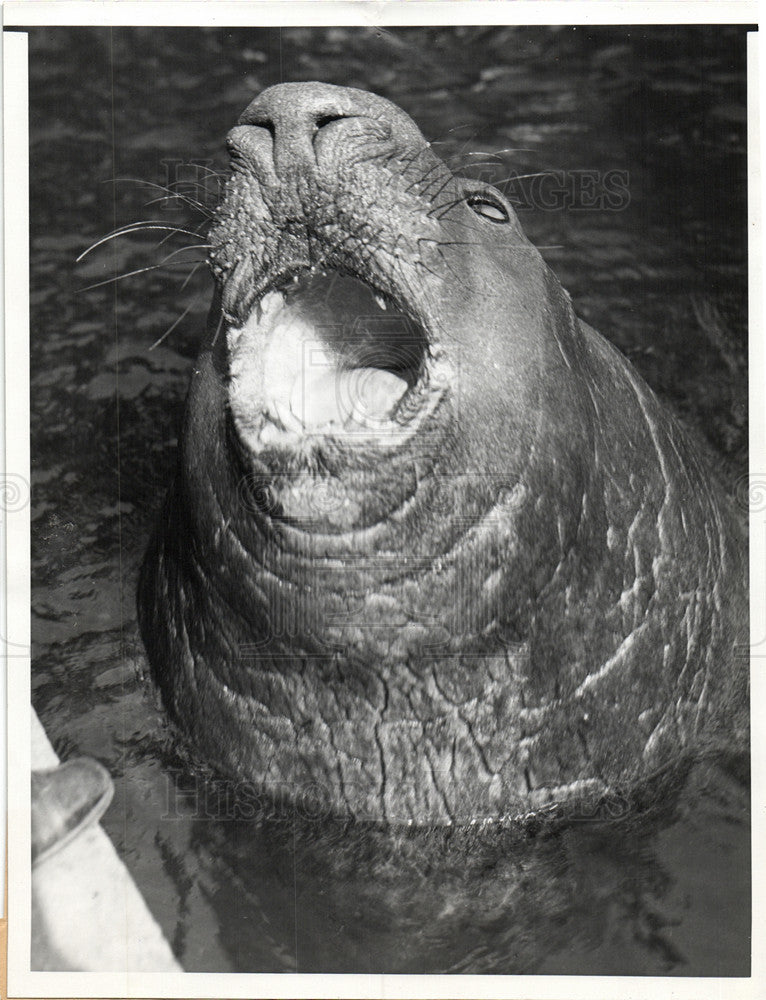 1934 Press Photo Sea Elephants - Historic Images