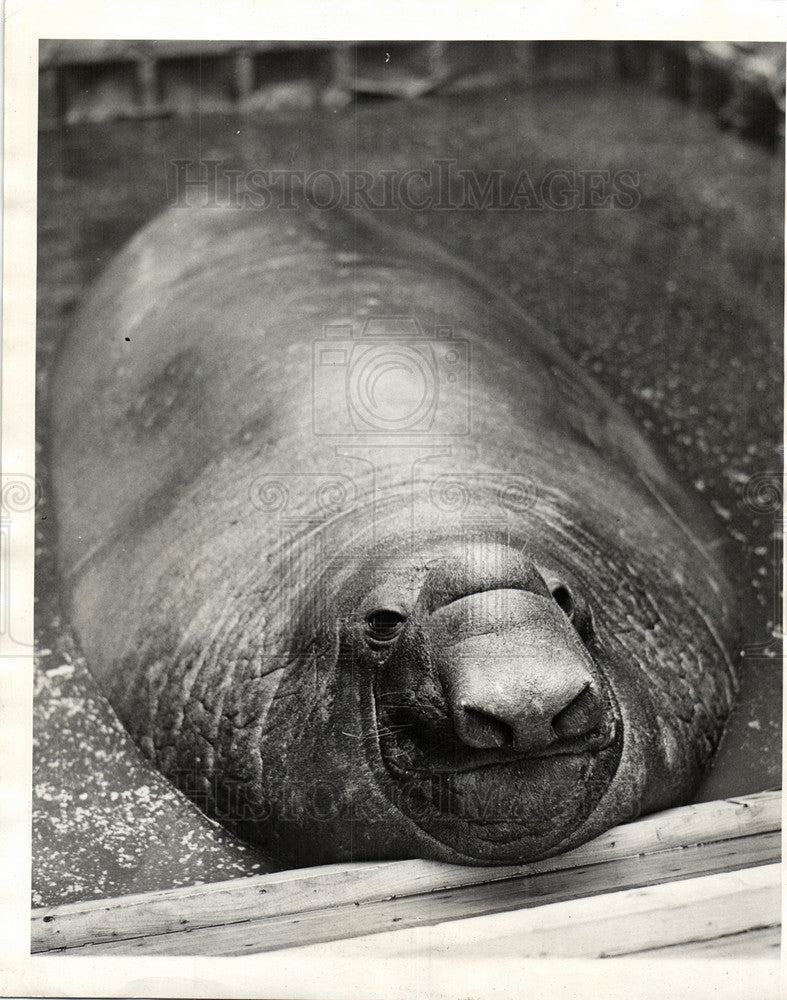 Press Photo Sea Elephant - Historic Images