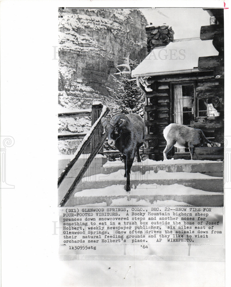 1964 Press Photo Glenwood Springs Colorado bighorn snow - Historic Images