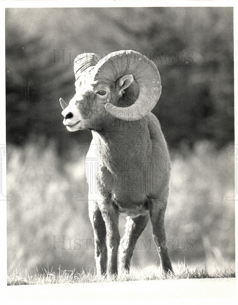 1967 Press Photo bighorn sheep standing - Historic Images