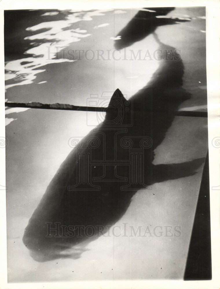 1937 Press Photo Tiger shark Manly Aquarium Australia - Historic Images