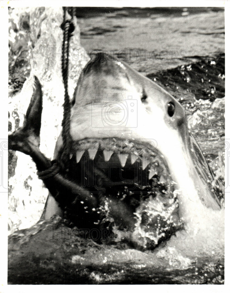 1994 Press Photo Great White Sharks Film Science Museum - Historic Images