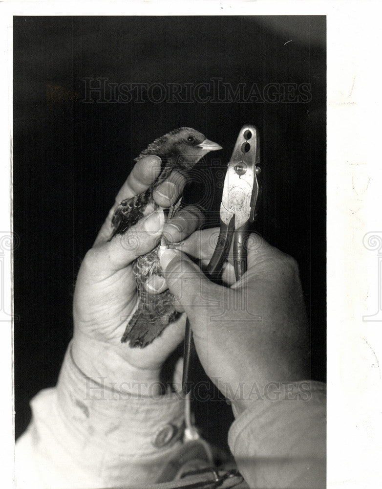 1991 Press Photo Seney Wildlife Refuge - Historic Images