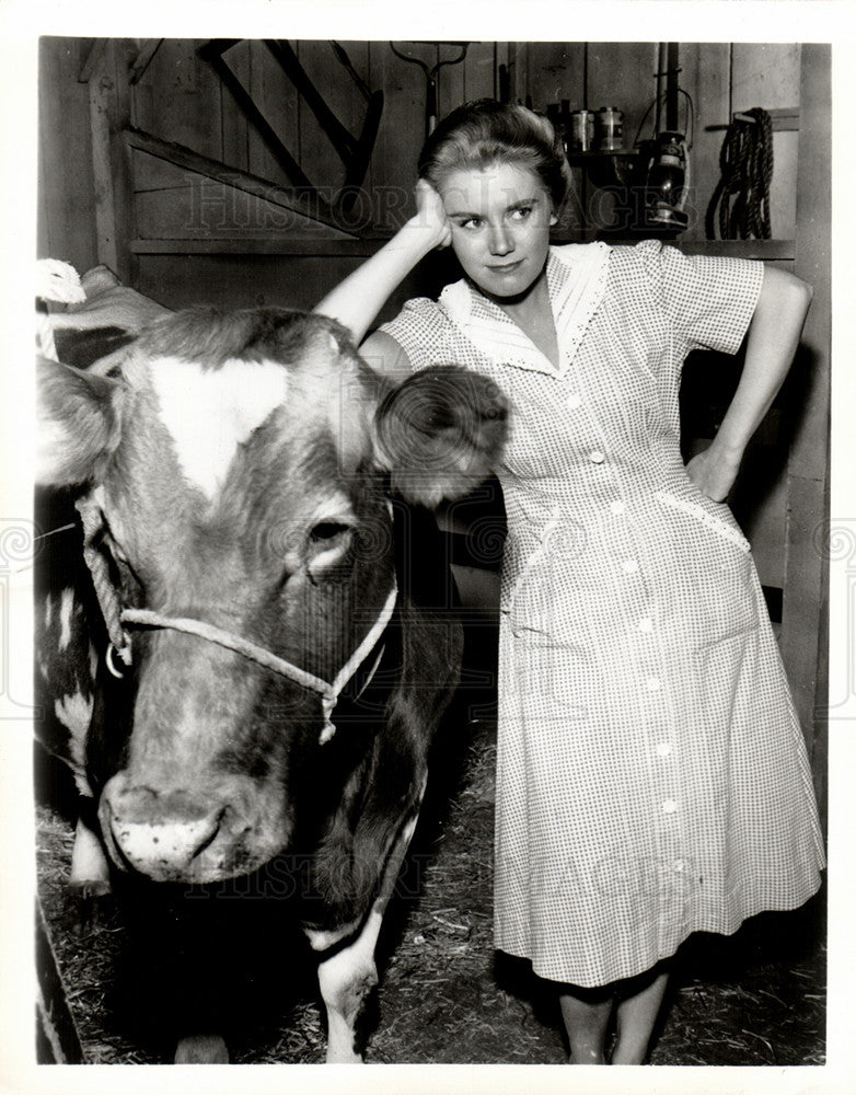 Press Photo Actress Kathy Nolan With Cow - Historic Images