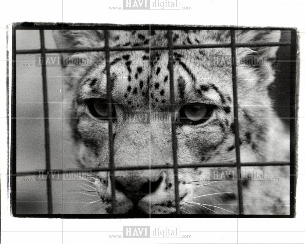 1991 Press Photo snow leopard John Ball Zoo - Historic Images