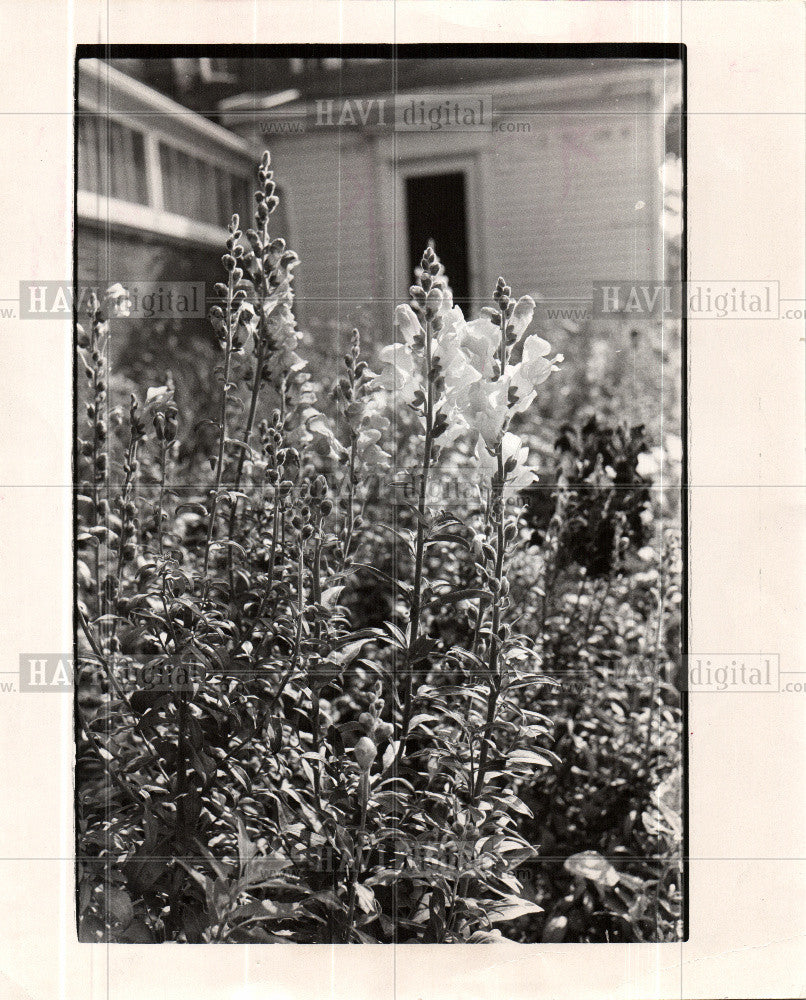 1984 Press Photo Snapdragons Annuval - Historic Images