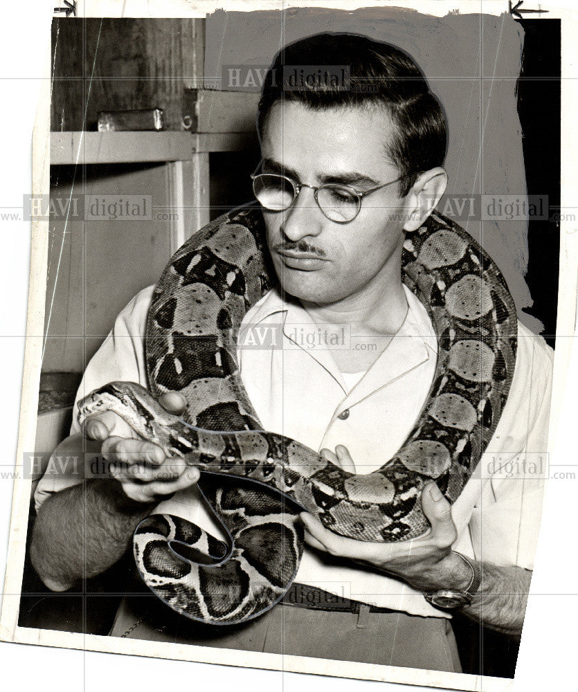 1949 Press Photo Bill Simpson boa snake - Historic Images
