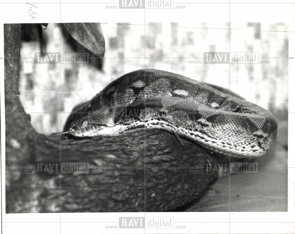 1992 Press Photo Reticulated python snake tree - Historic Images