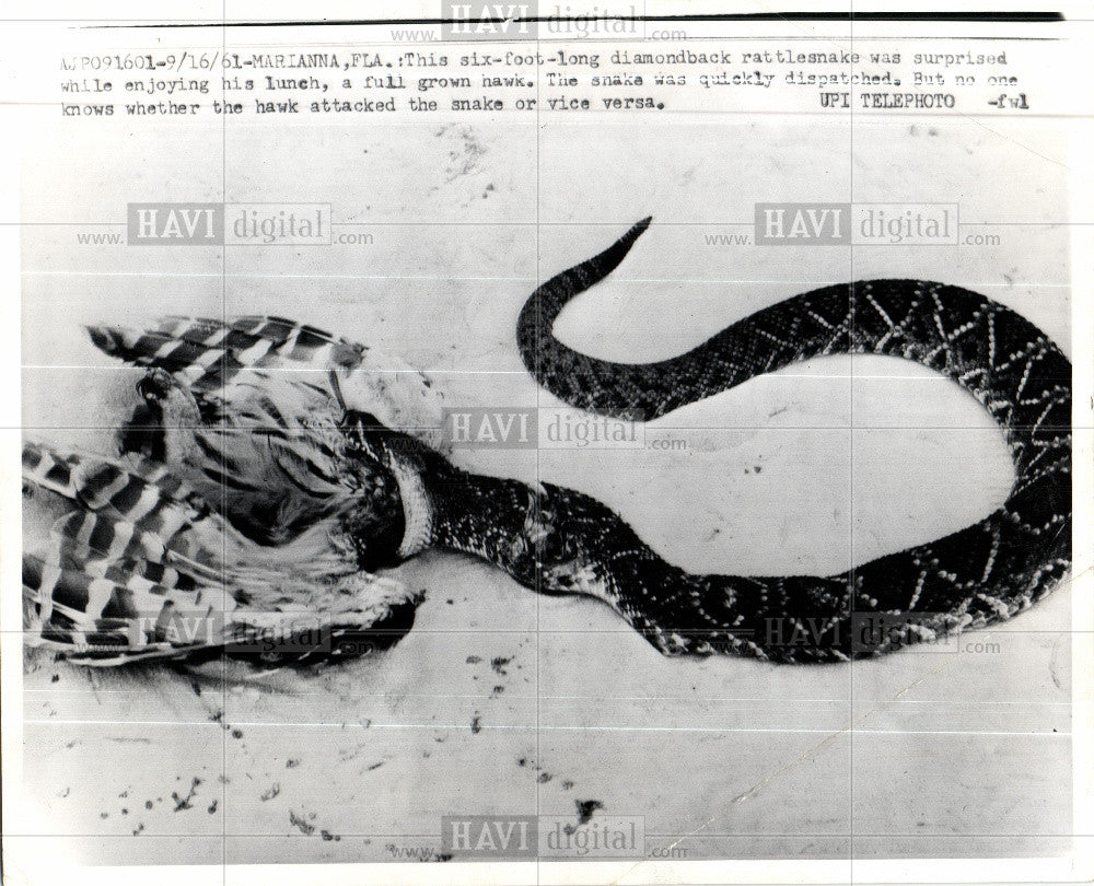 1961 Press Photo Florida Diamondback Rattlesnake Hawk - Historic Images