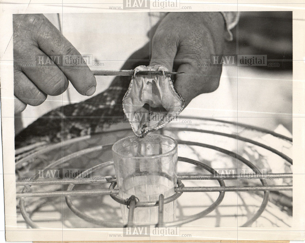 1989 Press Photo Rattle venomous snakes - Historic Images