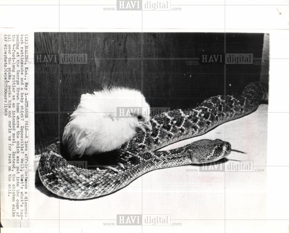 1969 Press Photo Chick and rattlesnake getting along - Historic Images