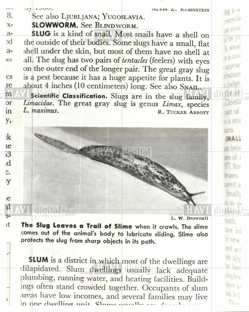 1986 Press Photo Slug crawling using own slime - Historic Images