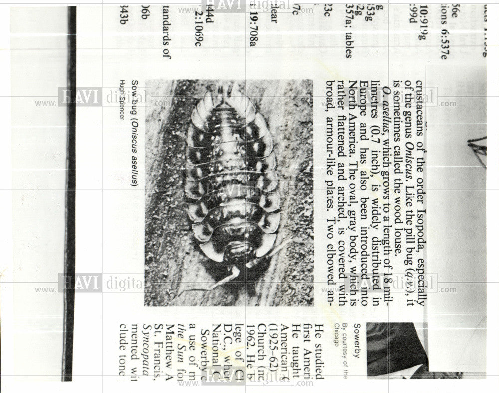 1986 Press Photo Sow Bug - Historic Images