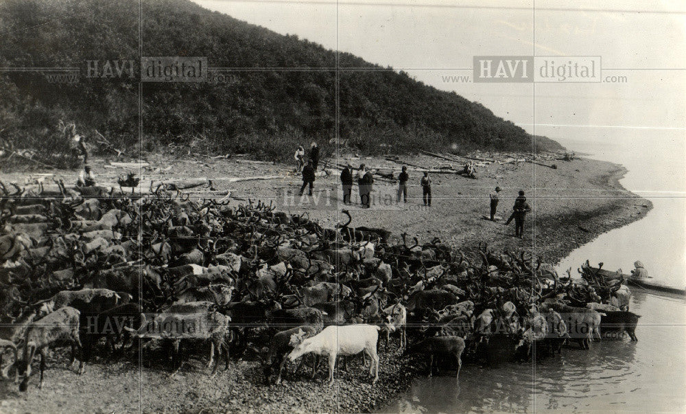 1931 Press Photo reindeer herd  bank Yukon - Historic Images