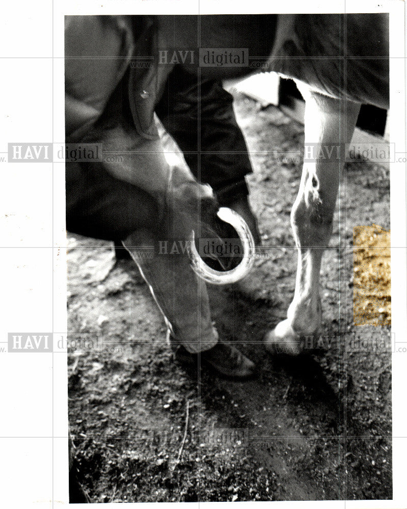 1992 Press Photo Keith Morrell cleans horseshoe Pepper - Historic Images