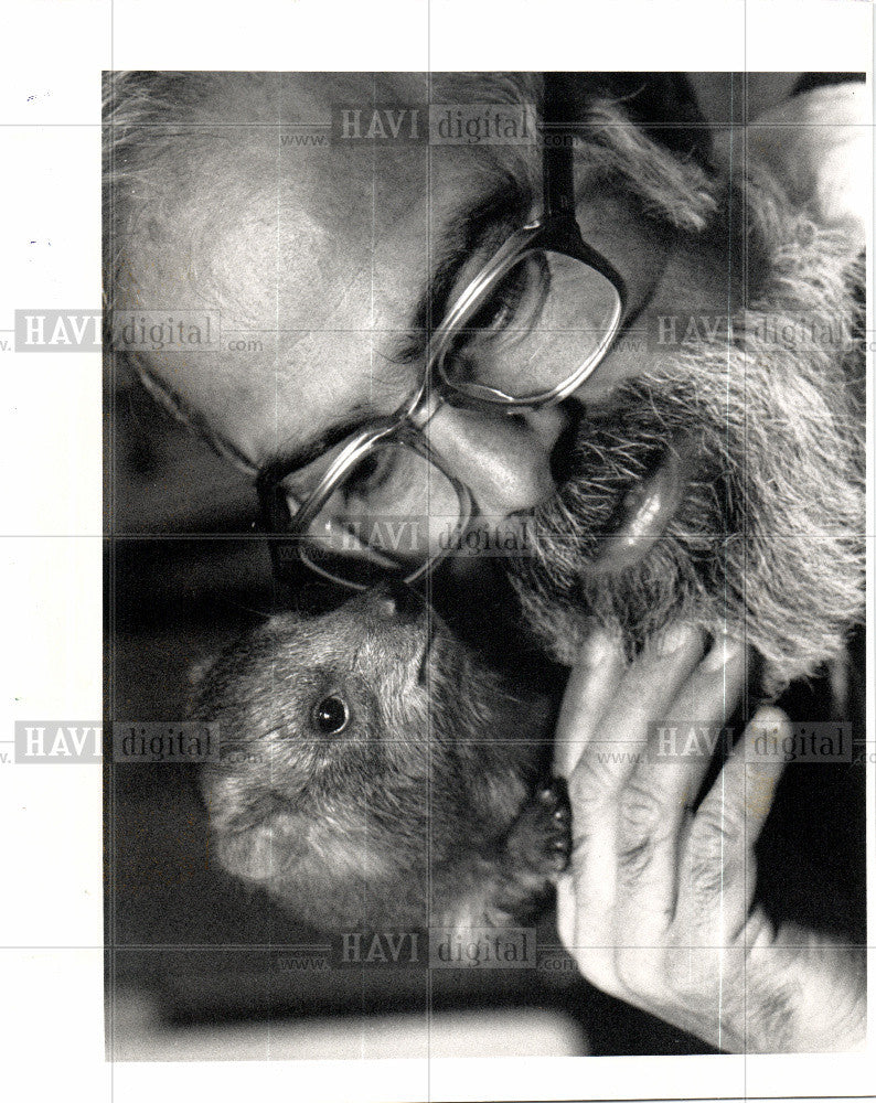 1988 Press Photo Rock Hyrax terrestrial mammal Africa - Historic Images