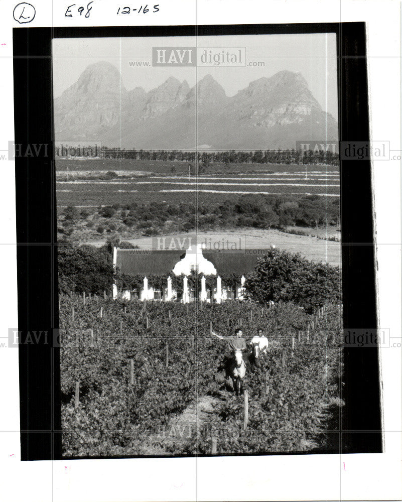 1988 Press Photo Vineyards - Historic Images