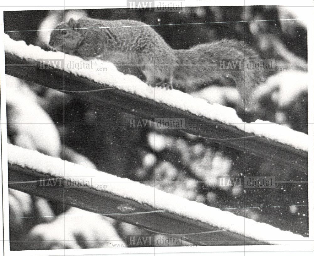 1978 Press Photo Squirrel - Historic Images