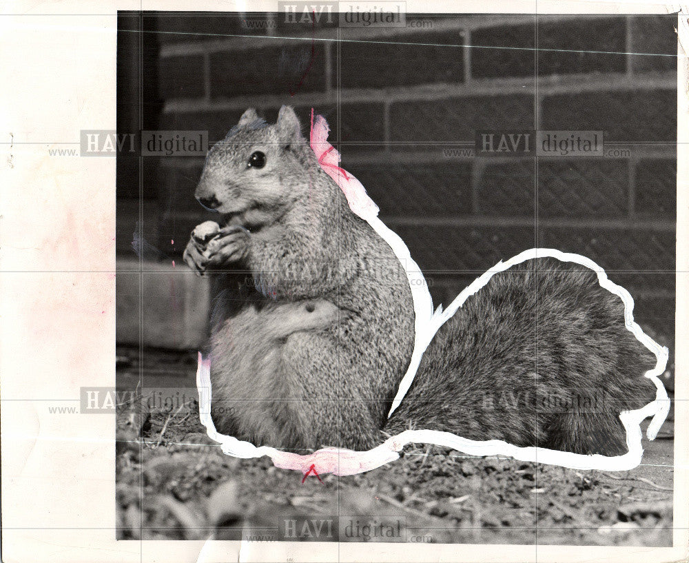 1963 Press Photo Squirrel - Historic Images