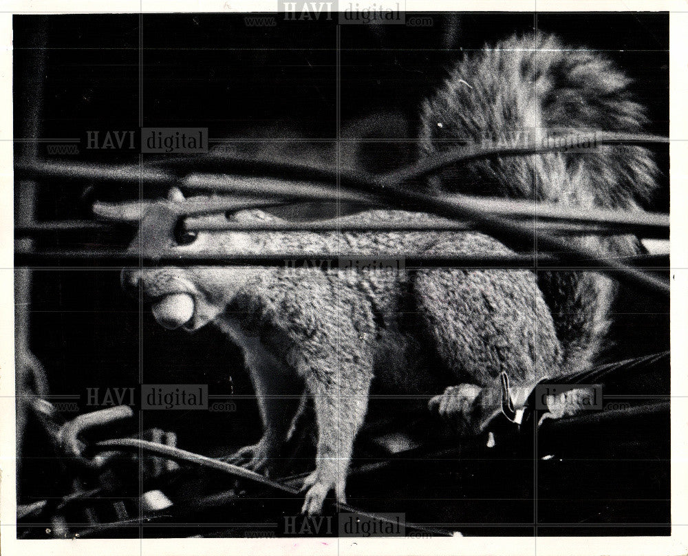 1974 Press Photo winter squirrel acorn food nature - Historic Images