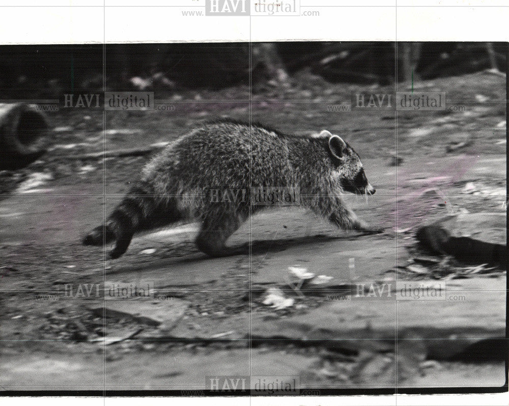 1975 Press Photo Raccoon - Historic Images