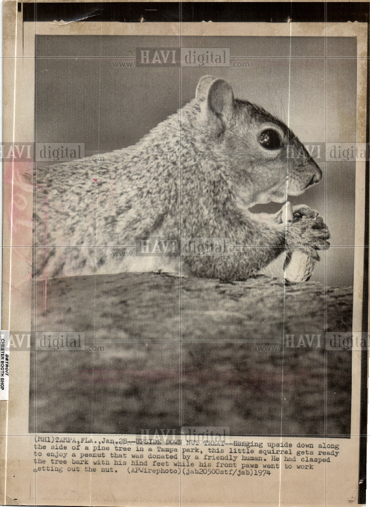 1974 Press Photo Squirrel Eating Peanut Pine Tree Tampa - Historic Images