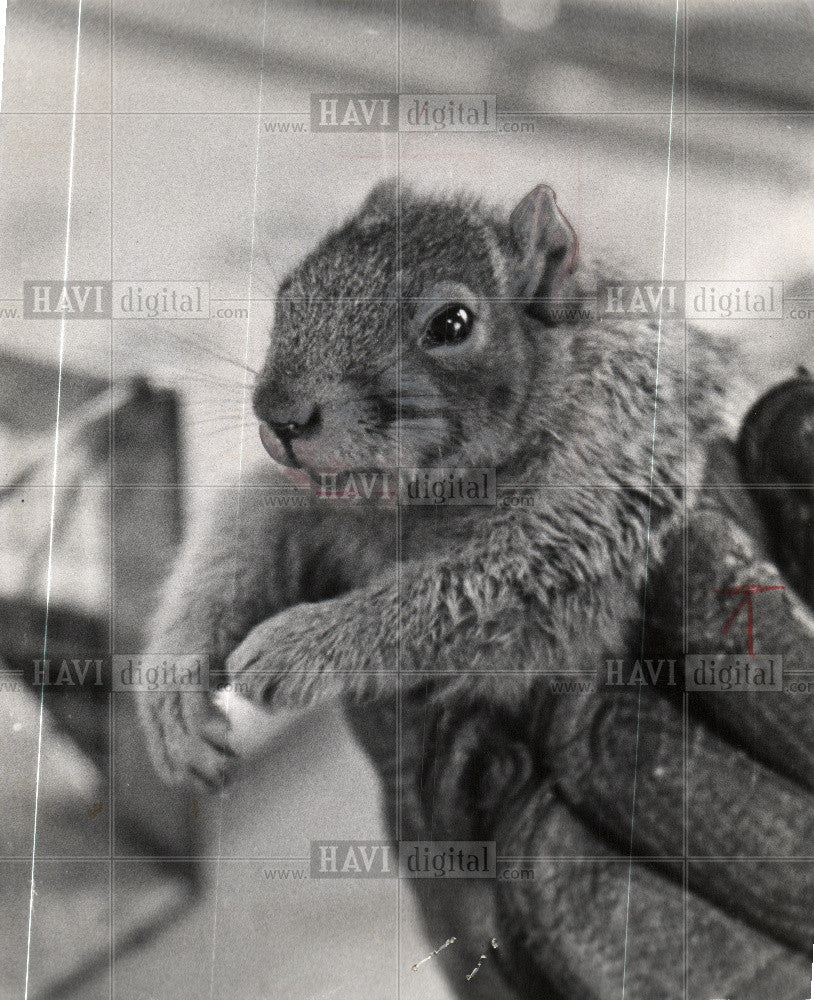 1962 Press Photo squirrels Animal - Historic Images