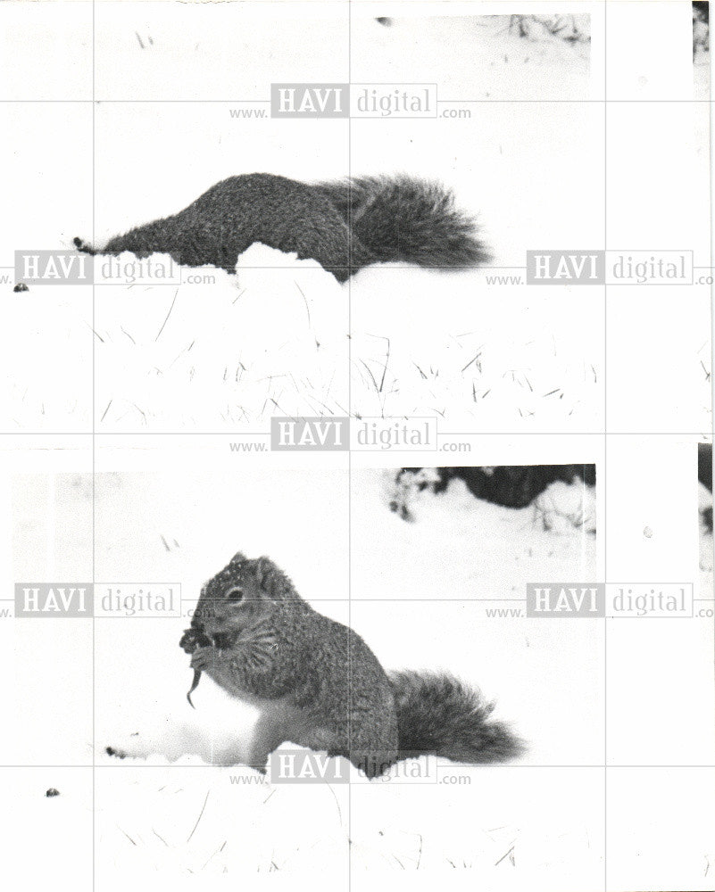 1977 Press Photo Squirrel Animal Wildlife Nuts Winter - Historic Images