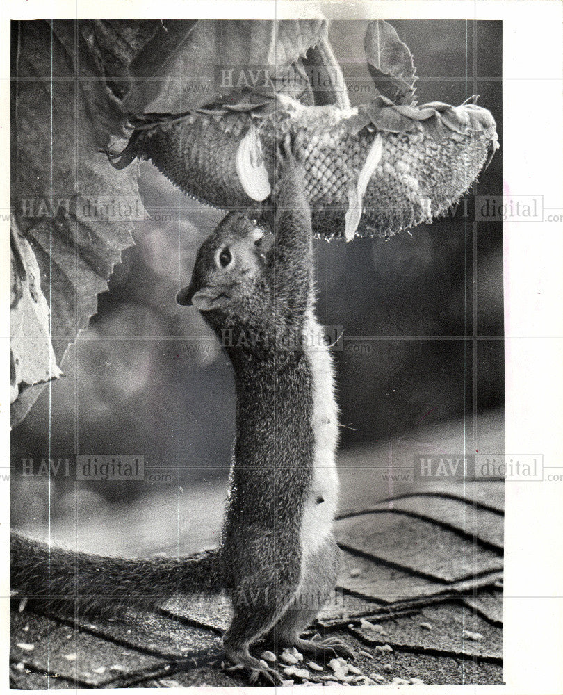 1974 Press Photo Squirrels - Historic Images