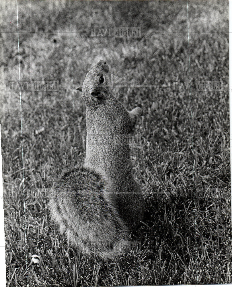 1978 Press Photo Squirrel - Historic Images