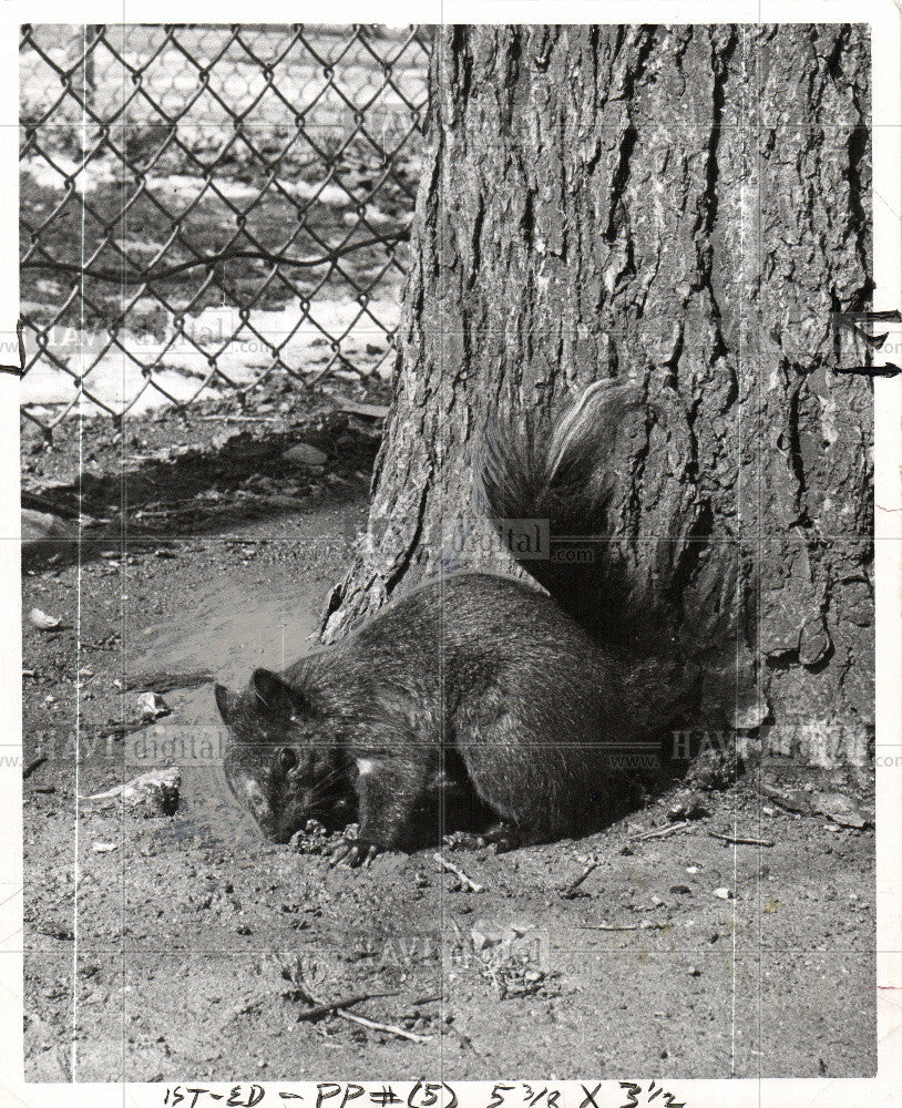 1956 Press Photo Squirrel - Historic Images