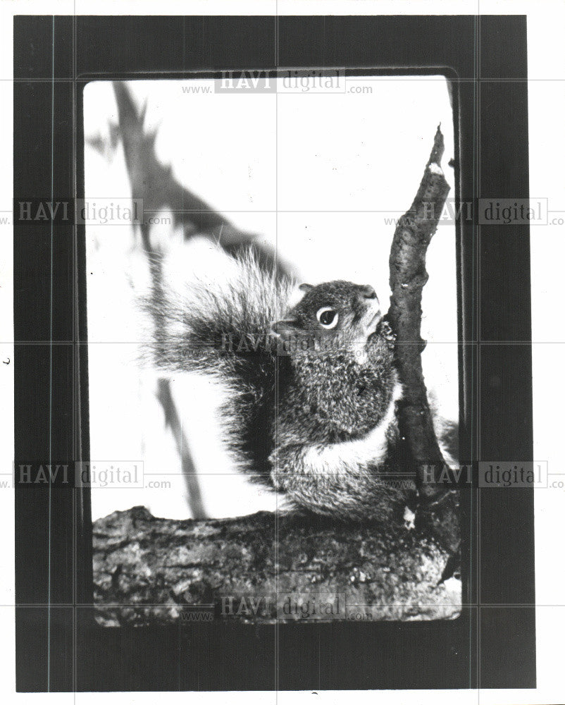 Press Photo squirrel animal rodent scuiridae - Historic Images